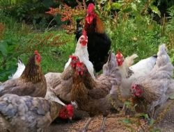 Klarifikasi BGN: Anggaran BGN Rp20 Triliun Dialokasikan untuk Pembiayaan Peternak Ayam Nasional