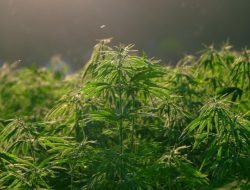 Ganja Dihanyutkan Lewat Sungai! Bareskrim Bongkar Modus Baru dan Ladang 51 Hektare di Aceh