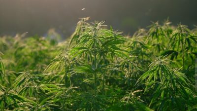 Ganja Dihanyutkan Lewat Sungai! Bareskrim Bongkar Modus Baru dan Ladang 51 Hektare di Aceh