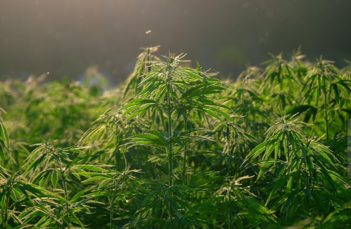 Bareskrim Bongkar Modus Baru Distribusi Ganja Lewat Sungai