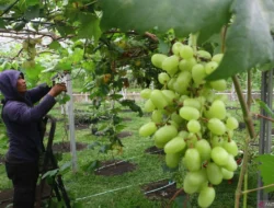 Respon Isu Anggur Shine Muscat, Kemenkes Kerjasama dengan Kementan