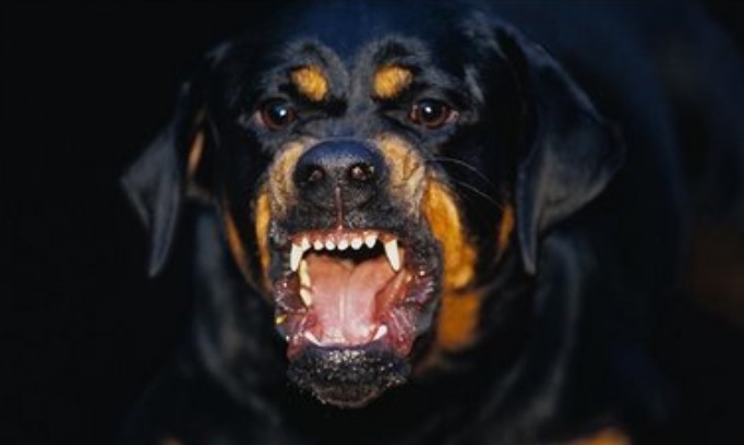 Aturan Aturan Hewan Peliharaan di KUHP Baru: Penjara 6 Bulan